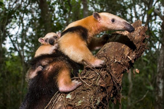 Southern Tamandua from Source Exotics