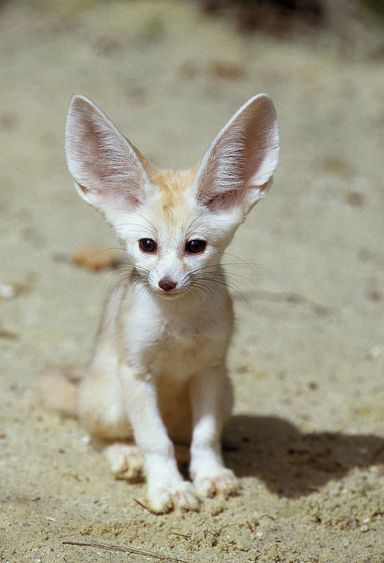 Fennec Fox from Source Exotics