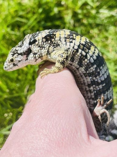 Abronia Taeniata from Source Exotics