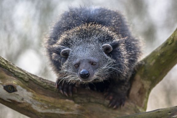 Binturong or Bearcat from Source Exotics