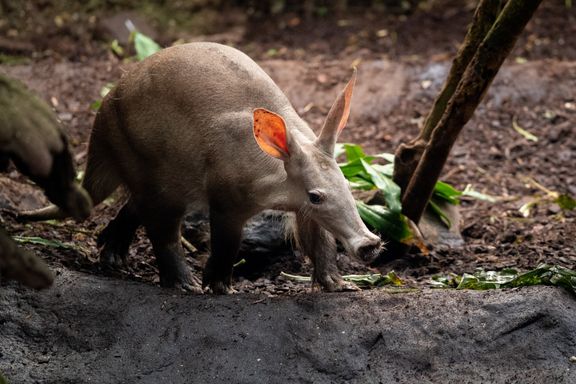 Aardvark from Source Exotics