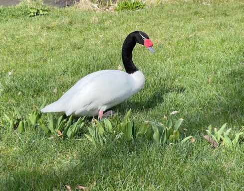 Black Necked Swans from Source Exotics