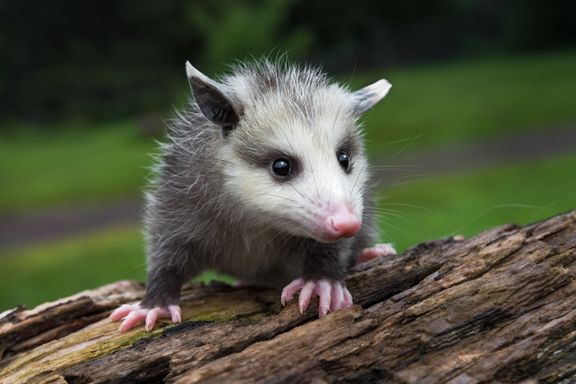 Opossum from Source Exotics