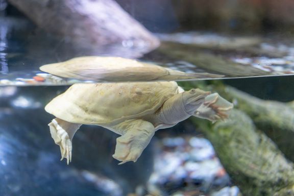 Albino Hog Nosed Turtle from Source Exotics