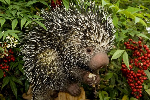Prehensile-tailed Porcupine from Source Exotics
