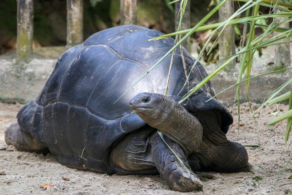 Aldabra Giant Tortoise from Source Exotics
