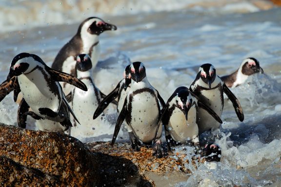 African Jackass Penguins from Source Exotics
