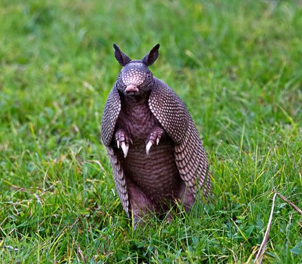 Nine-banded Armadillo from Source Exotics