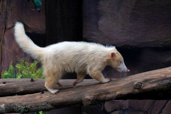 Albino Coati from Source Exotics