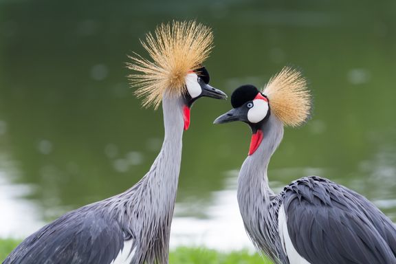 Crowned Cranes from Source Exotics