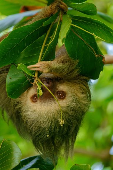 Two Toed Sloth from Source Exotics