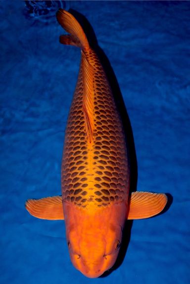 Huge Show Winning Koi from Source Exotics