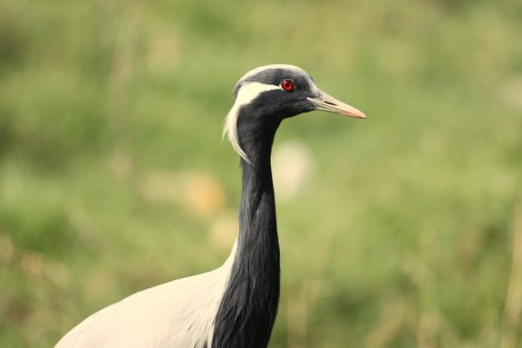 Demoiselle cranes from Source Exotics