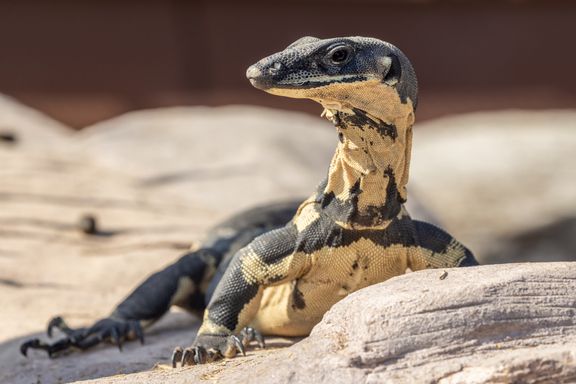 Lace Monitor Lizards from Source Exotics