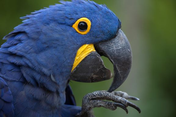 Hyacinth Macaw from Source Exotics
