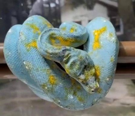 Blue Biak Locality Tree Python from Source Exotics